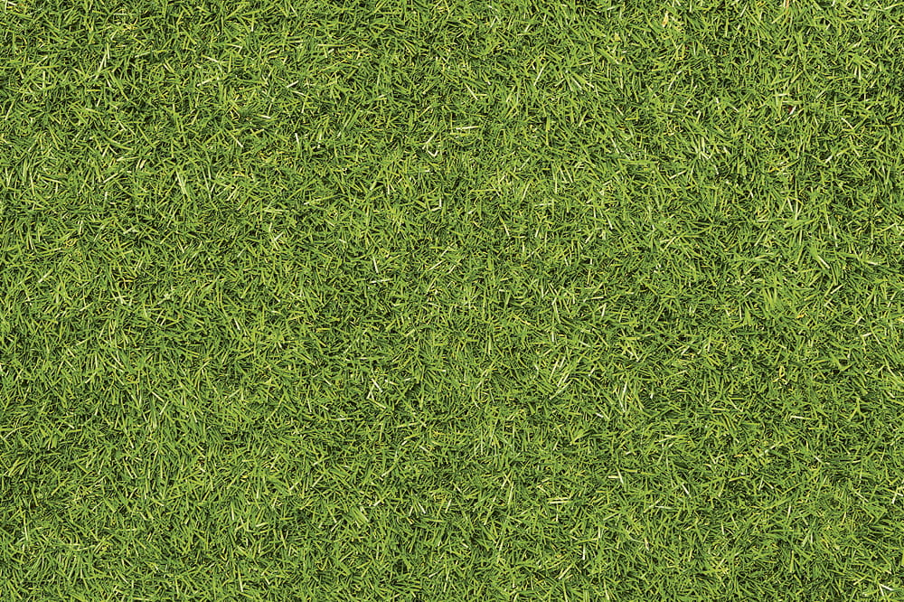 Grünes Gras. Copyright: iStock/Nastco